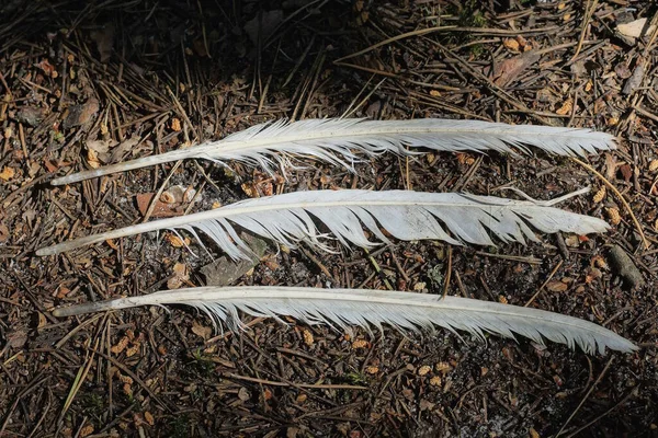 Eine Reihe Von Drei Weißen Vogelfedern Liegt Auf Dem Grauen — Stockfoto