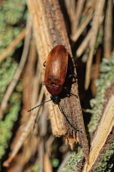 Pequeño Escarabajo Marrón Sienta Pedazo Rama Madera Naturaleza — Foto de Stock