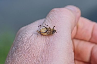 Kahverengi ölü bir hamamböceği bir elin gri derisinde yatıyor.