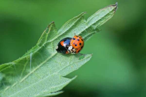 Two Small Red Black Ladybugs Green Leaf Plant Nature — Stock Photo, Image