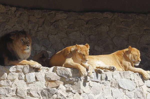 3匹の大きな茶色のライオンが動物園の外の灰色の石壁に横たわっています — ストック写真
