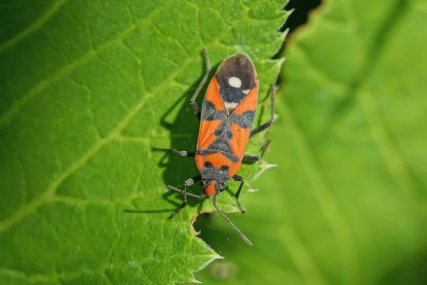 Ein Kleiner Schwarz Roter Käfer Sitzt Der Natur Auf Einem — Stockfoto