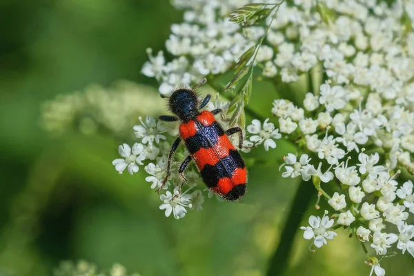 Escarabajo Rojo Negro Una Flor Blanca Naturaleza Día Soleado —  Fotos de Stock