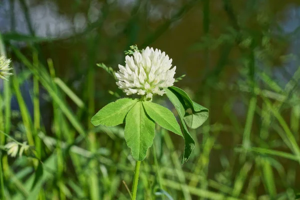 Uma Flor Trevo Branca Talo Com Folhas Verdes Natureza — Fotografia de Stock