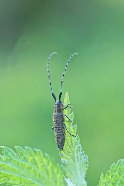 수염을 커다란 딱정벌레 마리가 자연계에 식물의 — 스톡 사진