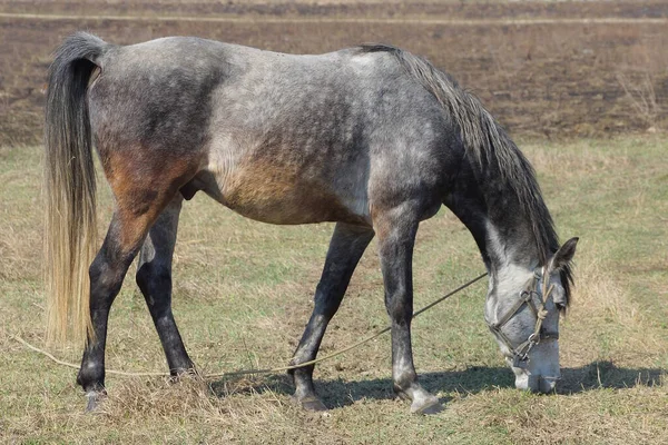 Jeden Duży Siwy Koń Stoi Zjada Trawę Zewnątrz Łące — Zdjęcie stockowe