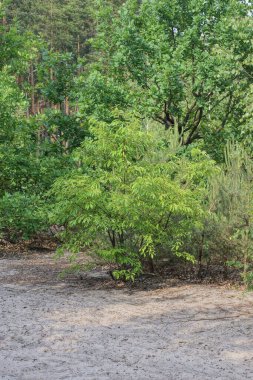 yeşil yapraklı küçük bir kuş kiraz çalısı yaz ormanındaki bitki örtüsü arasında gri kumlarda.
