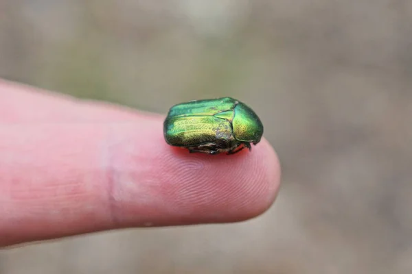 one small green beetle sits on a finger on a hand outdoors in nature on a gray background