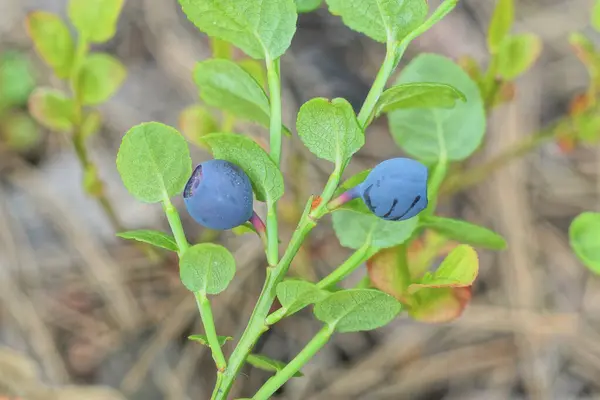 Zwei Kleine Blaue Blaubeeren Auf Grünen Zweigen Eines Busches Mit — Stockfoto