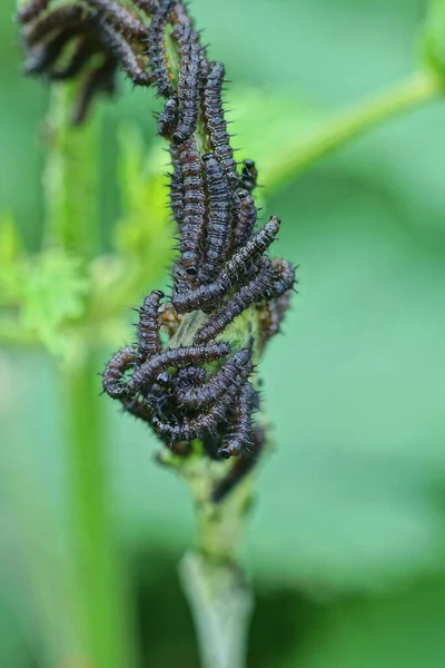 Sok Kis Fekete Hernyók Egy Zöld Növény Szár Természetben — Stock Fotó