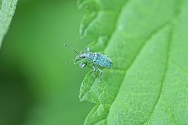 딱정벌레 바구미 마리가 자연계에 식물의 — 스톡 사진