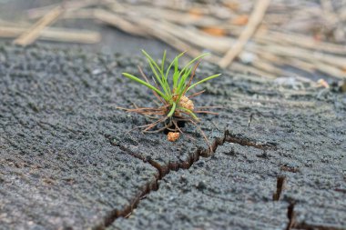 Doğada küçük, yeşil bir bitki filizlenir.