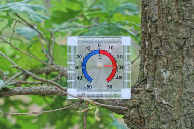 Doğada yeşil yaprakları olan bir meşe ağacının gri dalında beyaz bir plastik termometre duruyor.