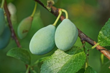 İki yeşil olgunlaşmamış erik bir ağaç dalında Yapraklar doğada bir yaz bahçesinde