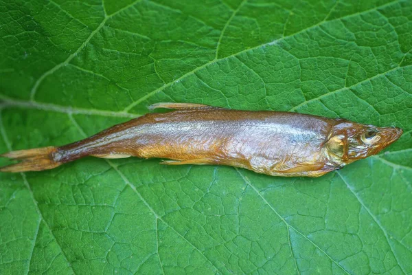 Ein Kleiner Geräucherter Grau Brauner Fischcapelin Liegt Auf Einem Grünen — Stockfoto