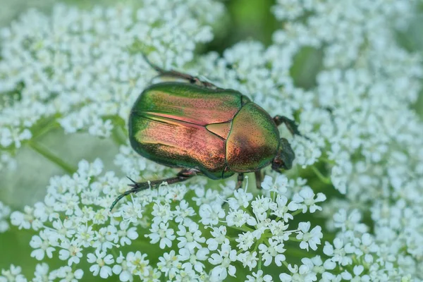 ある大きな緑の虫が夏の公園で自然界の白い花に花粉を集め — ストック写真