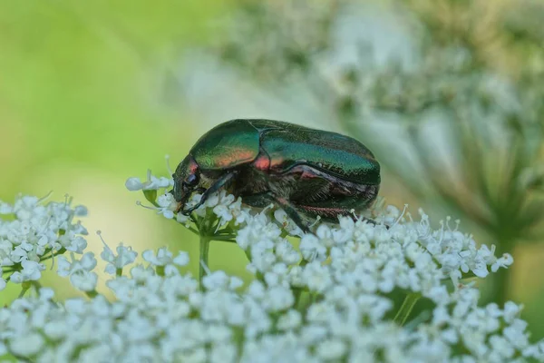 One Big Green Bug Collect Pollen White Flower Nature Summer — Stock Photo, Image