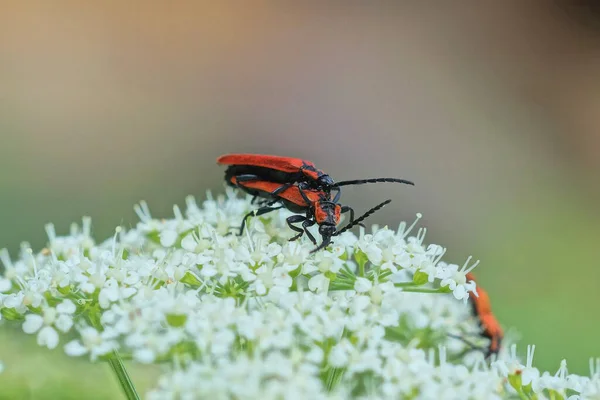 Två Små Röda Skalbaggar Parar Sig Vita Blommor Sommarpark Naturen — Stockfoto