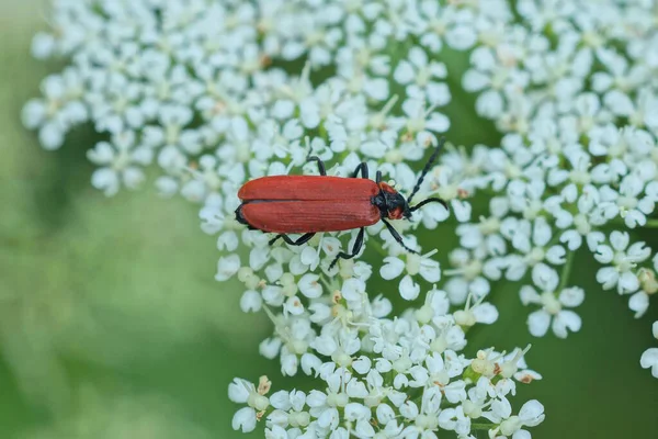 Pequeño Escarabajo Rojo Sobre Una Flor Blanca Naturaleza Día Soleado — Foto de Stock