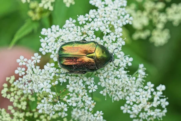 Gran Insecto Verde Recoger Polen Una Flor Blanca Naturaleza Parque —  Fotos de Stock