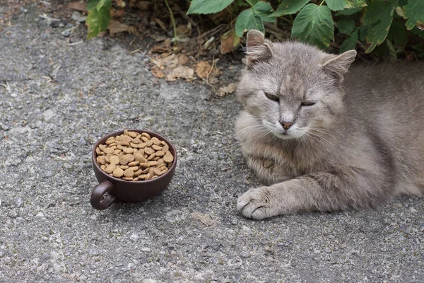 Jeden Szary Bezpański Kot Leży Patrzy Ulicę Pobliżu Brązowego Kubka — Zdjęcie stockowe