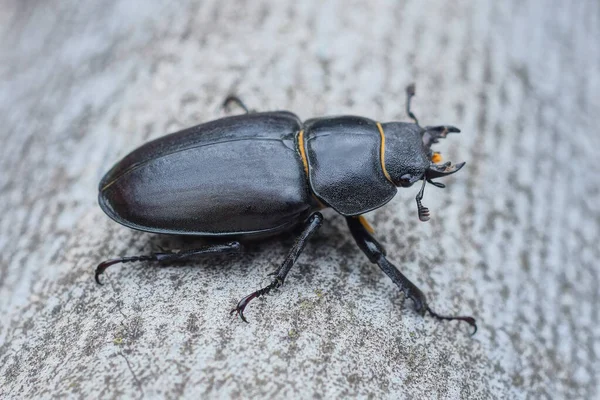 Gran Escarabajo Negro Marrón Sienta Una Mesa Gris — Foto de Stock