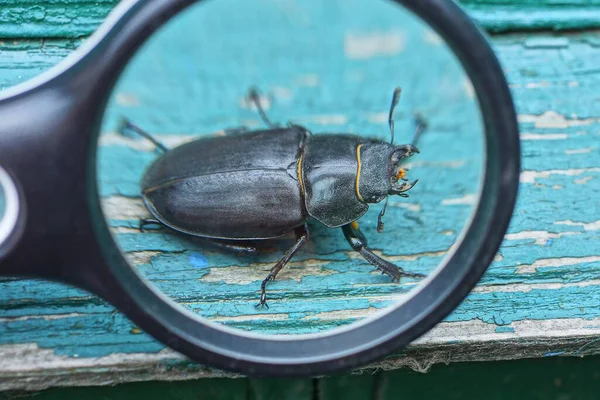Gran Escarabajo Negro Marrón Magnificado Bajo Una Lupa Sienta Sobre — Foto de Stock