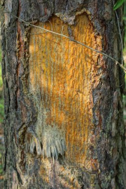 doğada bir parça reçine olan kahverengi çam ağacının bir parçası.