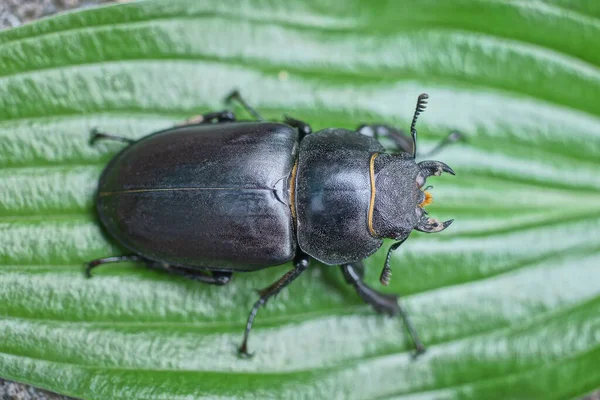 一只黑色的大甲虫栖息在植物的绿叶上 — 图库照片
