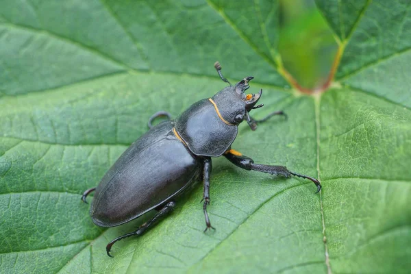 Gran Escarabajo Marrón Negro Sienta Una Hoja Verde Una Planta — Foto de Stock