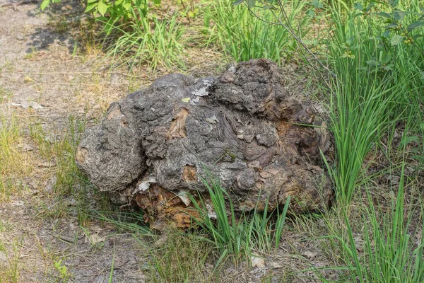 stock image one large gray birch tree log lies on the ground in green grass in nature