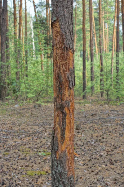 One Sick Brown Pine Dry Fallen Bark Forest — Stock Photo, Image
