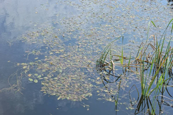 Parte Pequeno Lago Coberto Com Algas Marrons Verdes Grama Água — Fotografia de Stock
