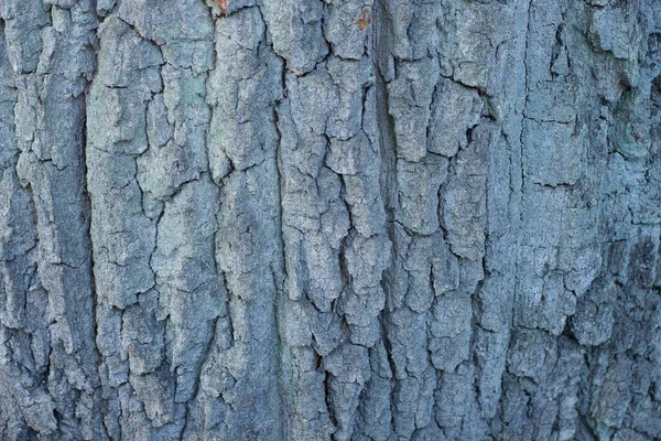 Gri Meşe Ağacı Kabuğunun Doğal Ahşap Dokusu — Stok fotoğraf