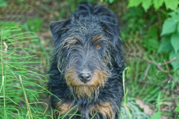 Ein Schmutziger Nasser Brauner Schwarzer Hund Steht Grünen Gras Draußen — Stockfoto