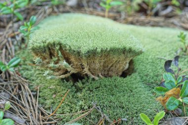 Bir parça yeşil yosun ormanda, doğada yerde yatıyor.