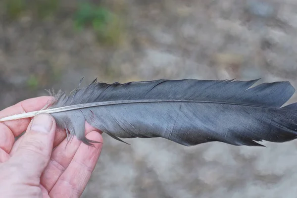 Finger Halten Eine Schwarze Vogelfeder Auf Grauem Hintergrund — Stockfoto