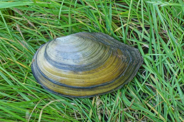 一个棕色的大封闭的河壳躺在绿色的草地上 — 图库照片