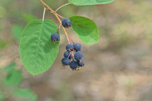 Modré Zralé Bobule Chokeberry Tenké Větvi Zelenými Listy Přírodě — Stock fotografie