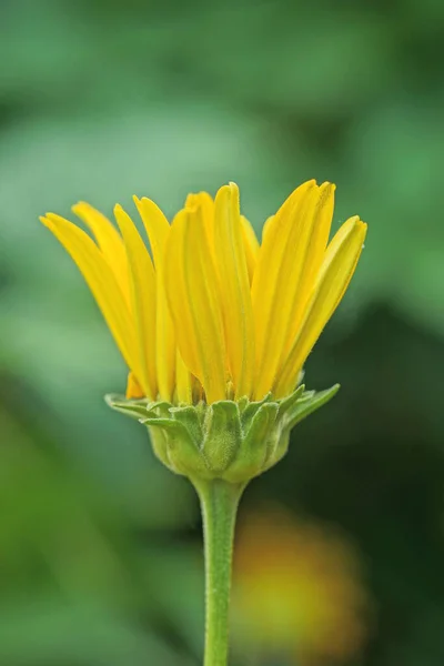 在夏天的自然中 在绿色的枝干上一朵小小的野生黄色小花 — 图库照片