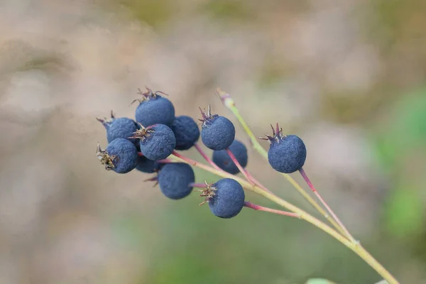 Blaue Trockene Reife Apfelbeeren Auf Einem Dünnen Zweig Der Sommerlichen — Stockfoto