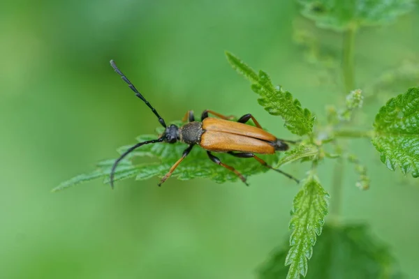 Pequeño Escarabajo Negro Marrón Sienta Sobre Una Hoja Verde Una — Foto de Stock