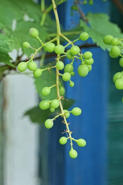 Branch Green Grapes Leaves Summer Garden —  Fotos de Stock
