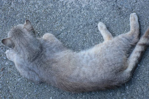 Grande Gato Mente Dorme Asfalto Rua — Fotografia de Stock