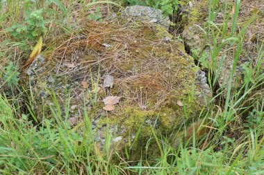 Eski bir beton blok. Sokakta çimlerin üzerinde kahverengi bir yosun var.