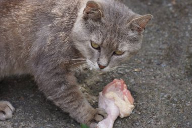 Büyük gri bir kedi sokakta asfaltta oturur ve çiğ et yer.