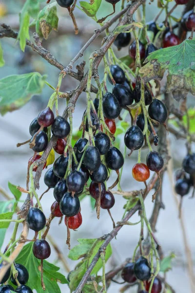 Fekete Kék Érett Chokeberry Bogyók Egy Vékony Zöld Levelek Természetben — Stock Fotó
