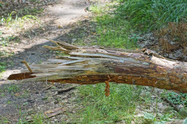 One Piece Brown Broken Pine Tree Fallen Road Green Grass — Stock Photo, Image