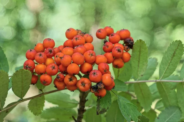 Lot Red Berries Mountain Ash Branch Green Leaves Nature — Stockfoto