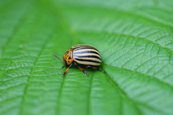 一只斑纹的小彩色甲虫栖息在荨麻的绿叶上 — 图库照片